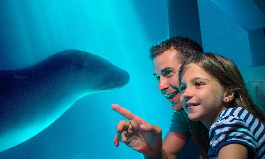 SEA LIFE Sunshine Coast Aquarium Entry