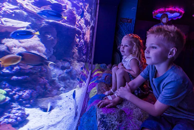 SEA LIFE Sunshine Coast Aquarium Entry