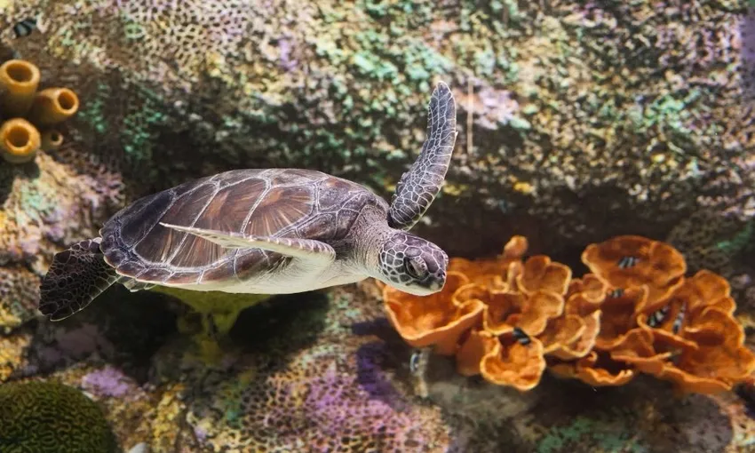 SEA LIFE Melbourne Aquarium Entry Tickets