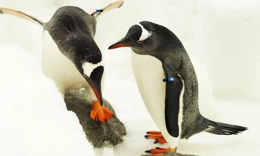 SEA LIFE Melbourne Aquarium Entry Tickets