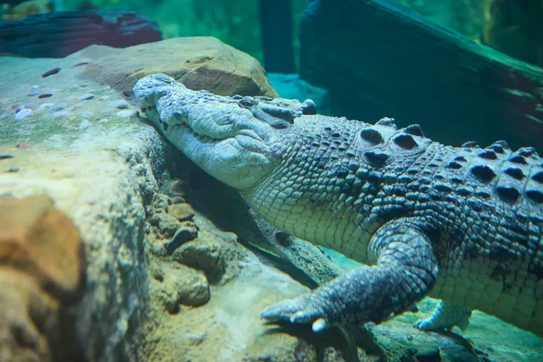 SEA LIFE Melbourne Aquarium Entry Tickets