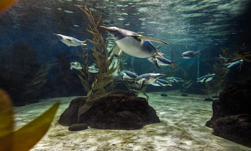 SEA LIFE Sydney Aquarium Admission