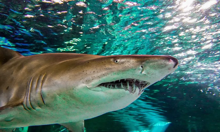 SEA LIFE Sydney Aquarium Admission