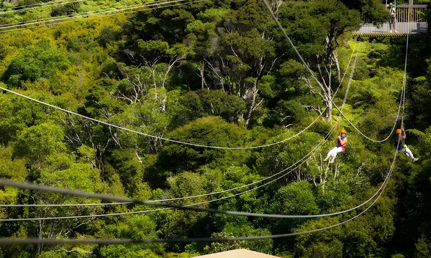 Waiheke Island Eco Zip and Wine Tour - Full Day | Experience Oz