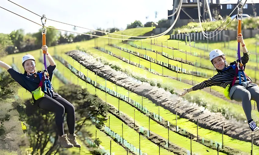 Waiheke Island Eco Zip and Wine Tour - Full Day | Experience Oz