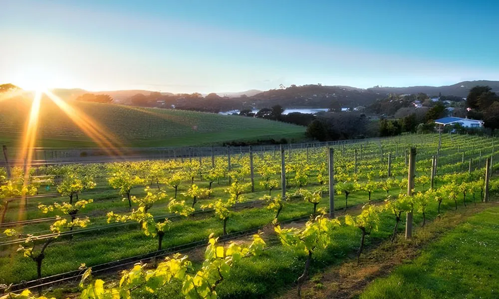 Waiheke Island Fishing Charter and Wine Tour - Full Day | ExperienceOz-7