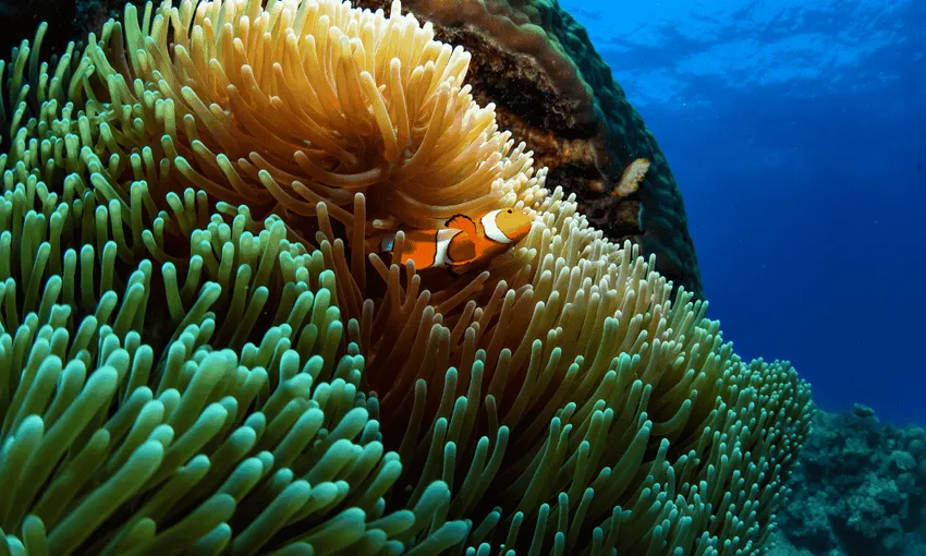 Cairns Great Barrier Reef Dive & Snorkel Tour