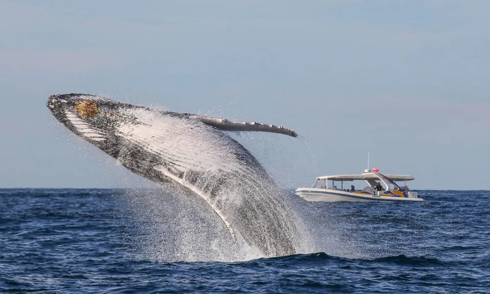 Sydney Whale Watching Adventure Cruise - 2.5 Hours | Experience Oz-5