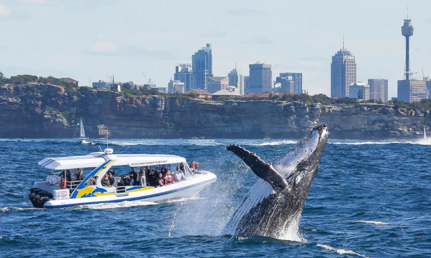 Sydney Whale Watching Adventure Cruise - 2.5 Hours | Experience Oz
