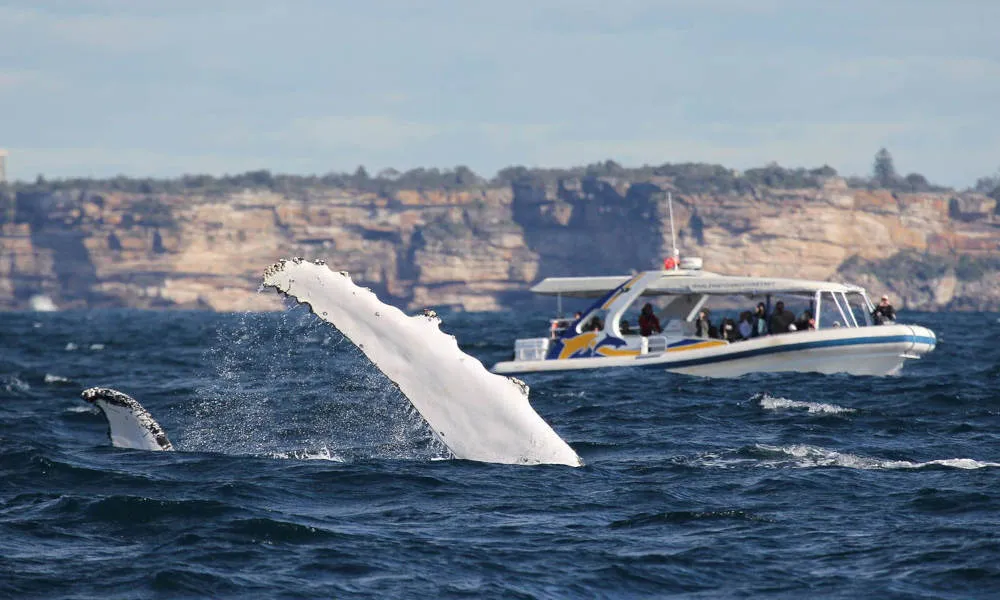 Sydney Whale Watching Adventure Cruise - 2.5 Hours | Experience Oz-4