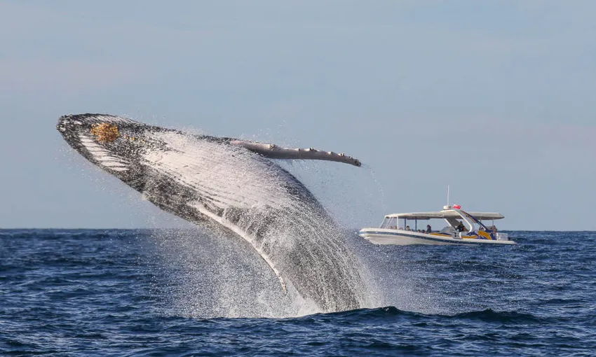 Sydney Whale Watching Adventure Cruise - 2.5 Hours