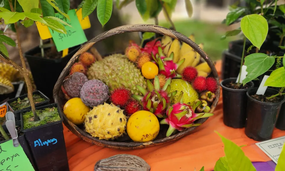 Mossman Highlights Self-Guided eBike Tour-4