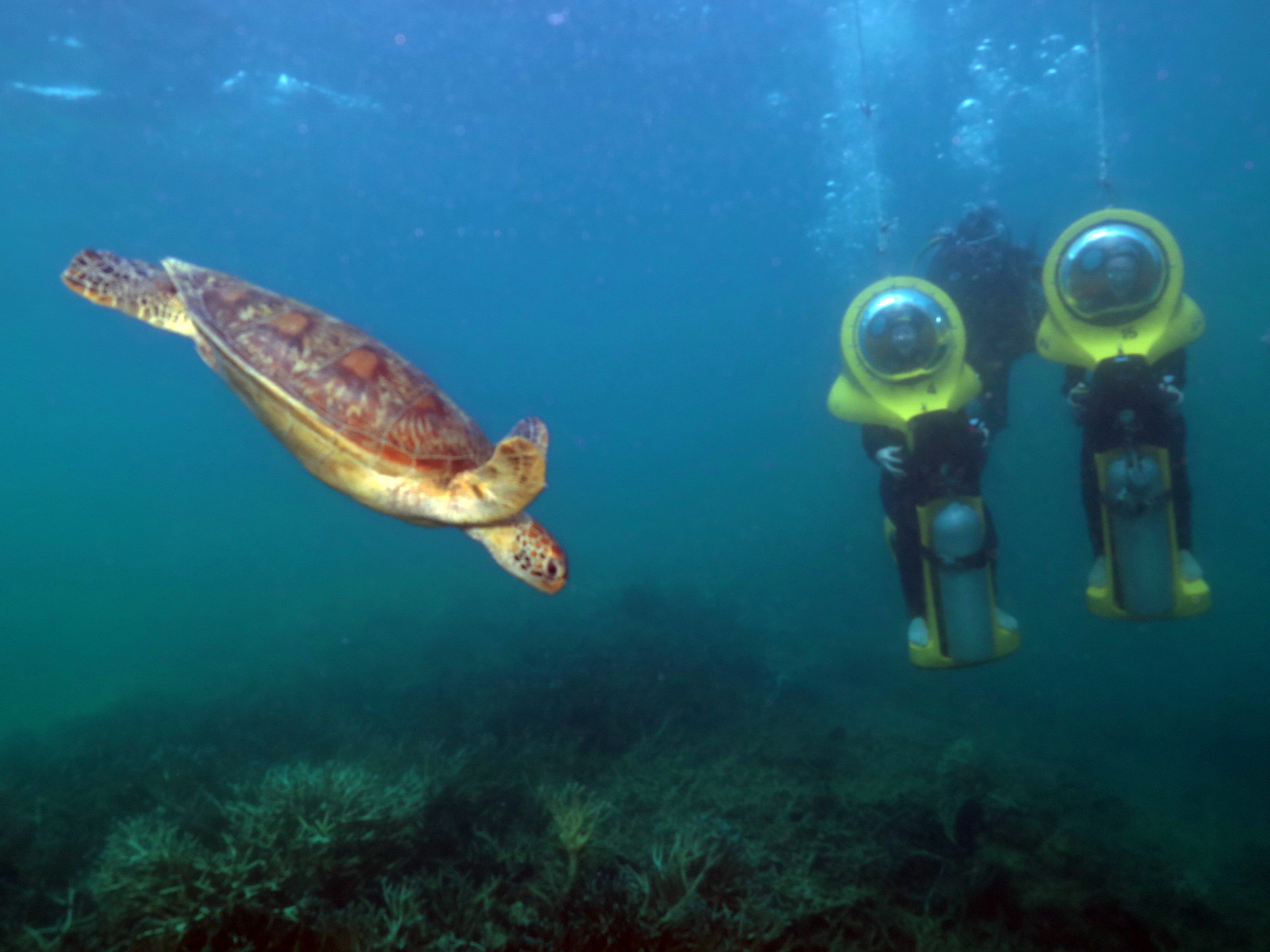 Great Barrier Reef Adventure from Cairns