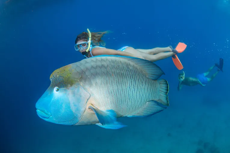 Great Barrier Reef Adventure from Cairns