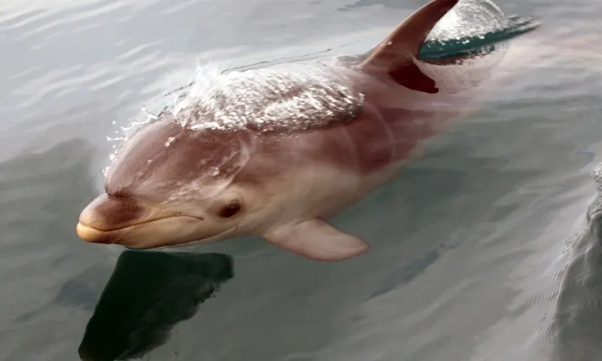  Swim With Dolphins & Seals - 3 Hours - Mornington Peninsula