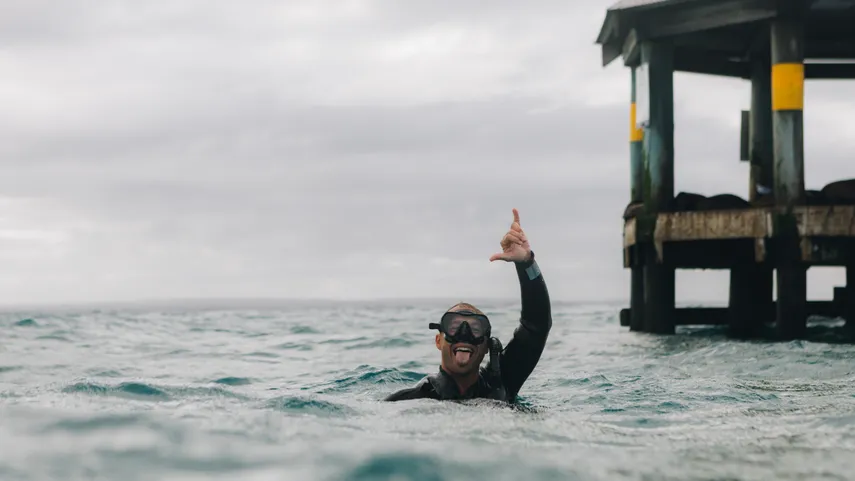  Swim With Dolphins & Seals - 3 Hours - Mornington Peninsula