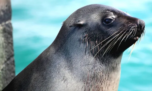 Mornington Peninsula Dolphin & Seal Sightseeing Cruise, 3.5 Hours