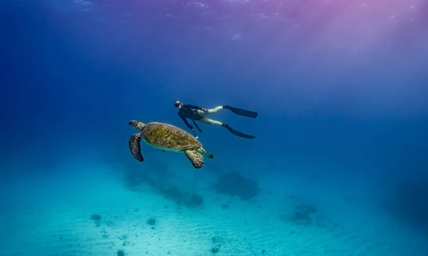 Mudjimba Island Fun Dive and Snorkel | Experience Oz 