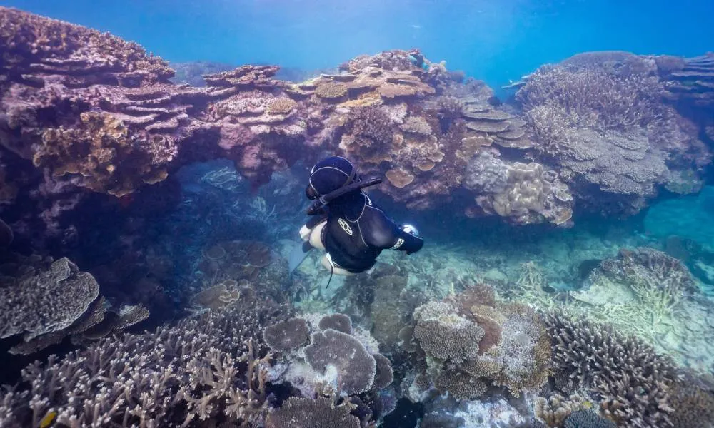 Mudjimba Island Fun Dive and Snorkel | Experience Oz -2