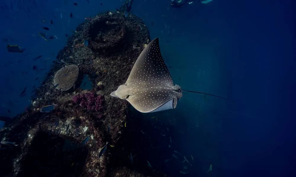 Mudjimba Island Fun Dive and Snorkel | Experience Oz -3