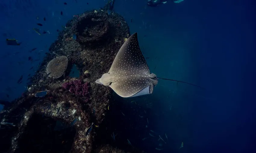 Mudjimba Island Fun Dive and Snorkel | Experience Oz 