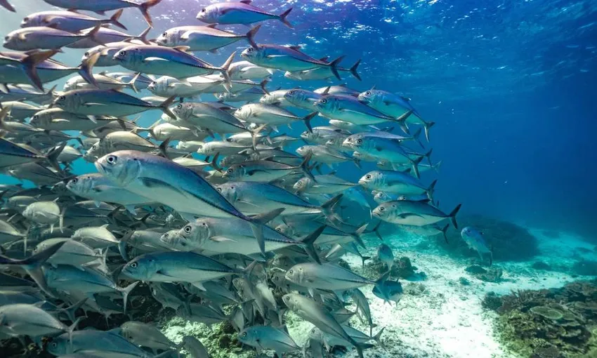 Mudjimba Island Fun Dive and Snorkel | Experience Oz 