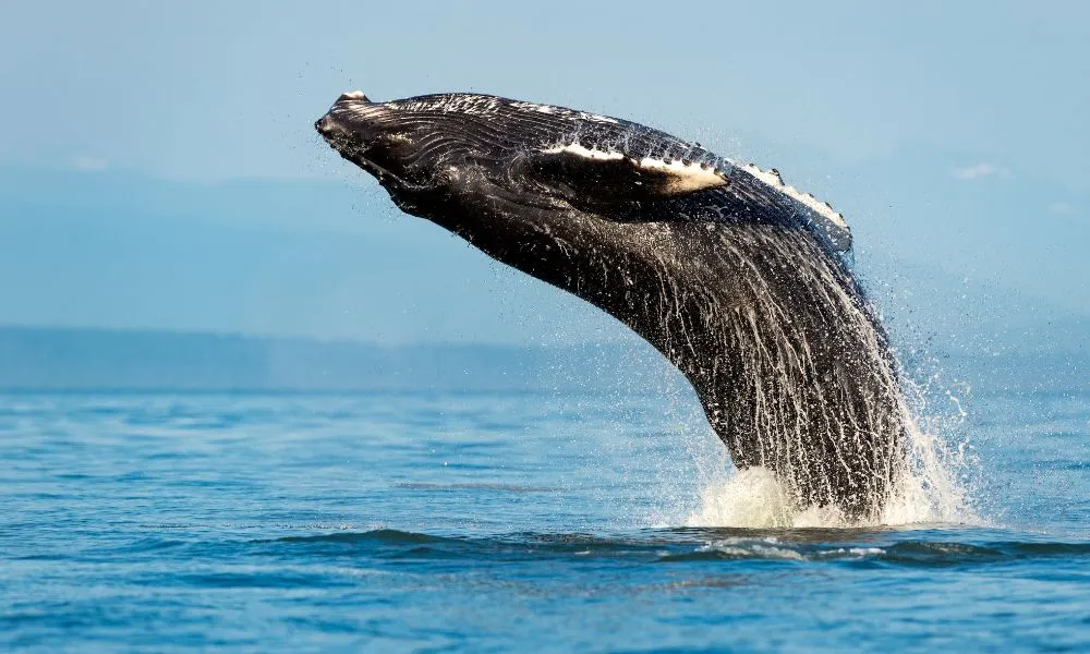 Sydney Whale Watching Adventure Cruise - Book Now | Experience Oz-1