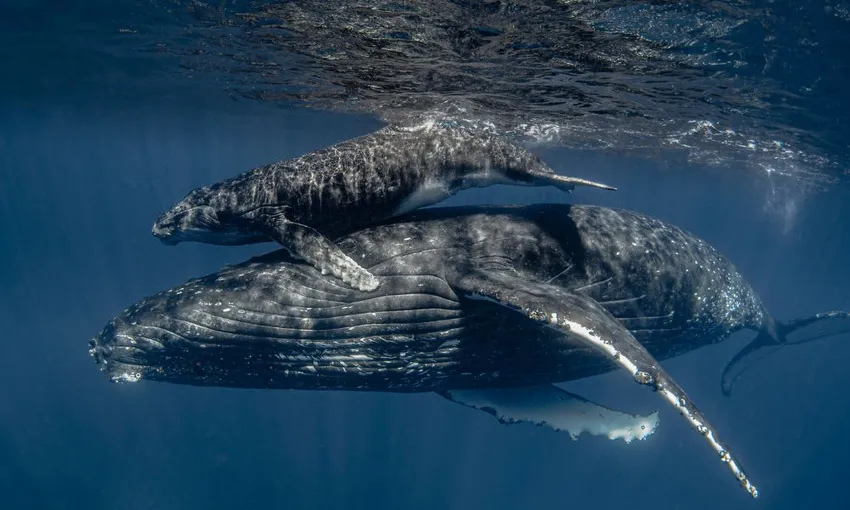 Sydney Whale Watching Adventure Cruise - Book Now | Experience Oz