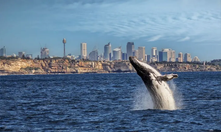 Sydney Whale Watching Adventure Cruise - Book Now | Experience Oz