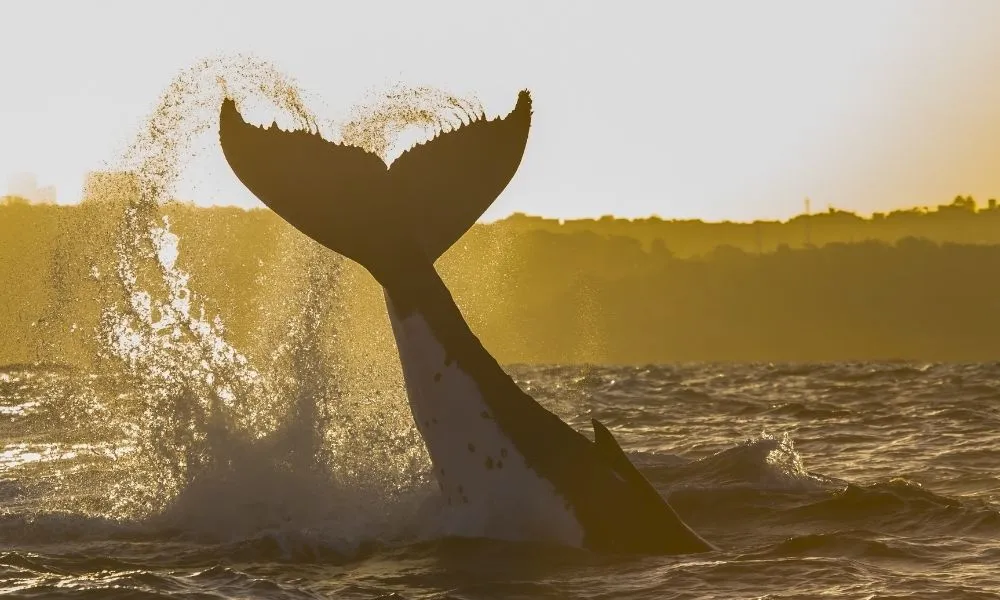 Sydney Whale Watching Adventure Cruise - Book Now | Experience Oz-5