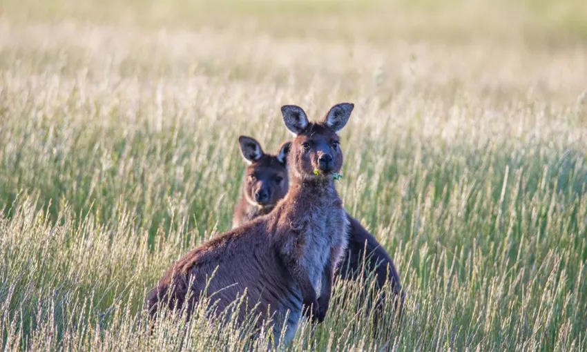 Kangaroo Island Luxury Flinders Chase Full Day Tour - Book Now | Experience Oz