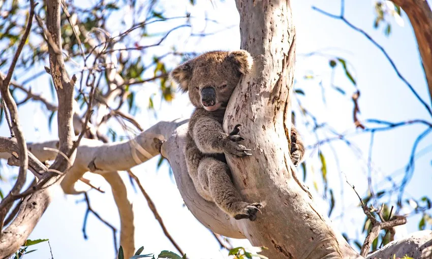 Kangaroo Island Full Day Landscape and Wildlife Tour - Book Now | Experience Oz