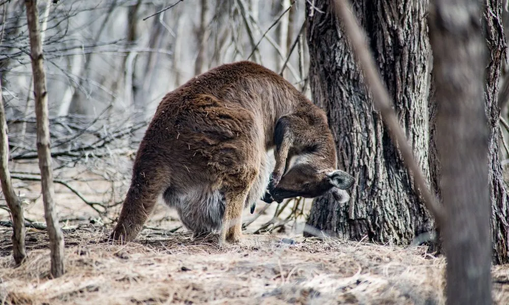 Kangaroo Island Full Day Landscape and Wildlife Tour - Book Now | Experience Oz-6