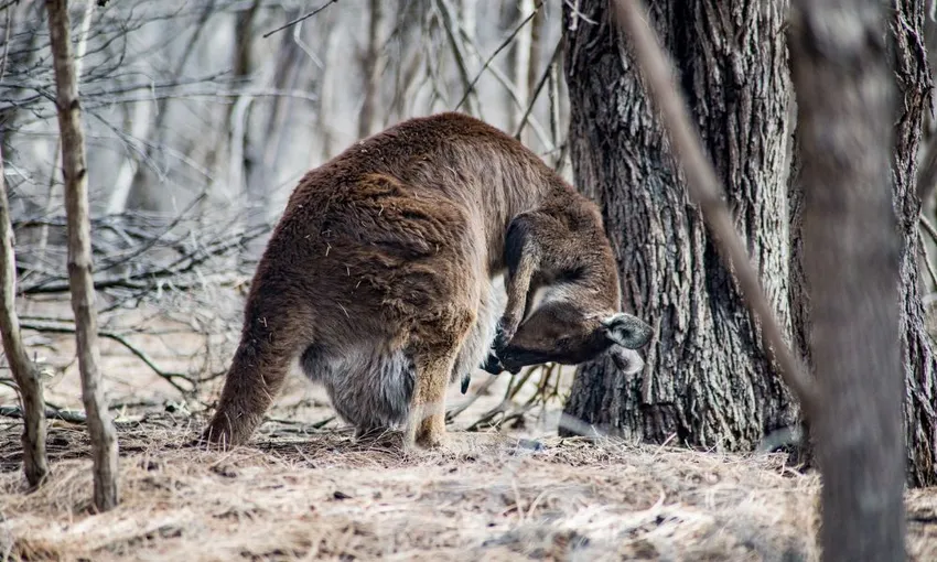 Kangaroo Island Full Day Landscape and Wildlife Tour - Book Now | Experience Oz
