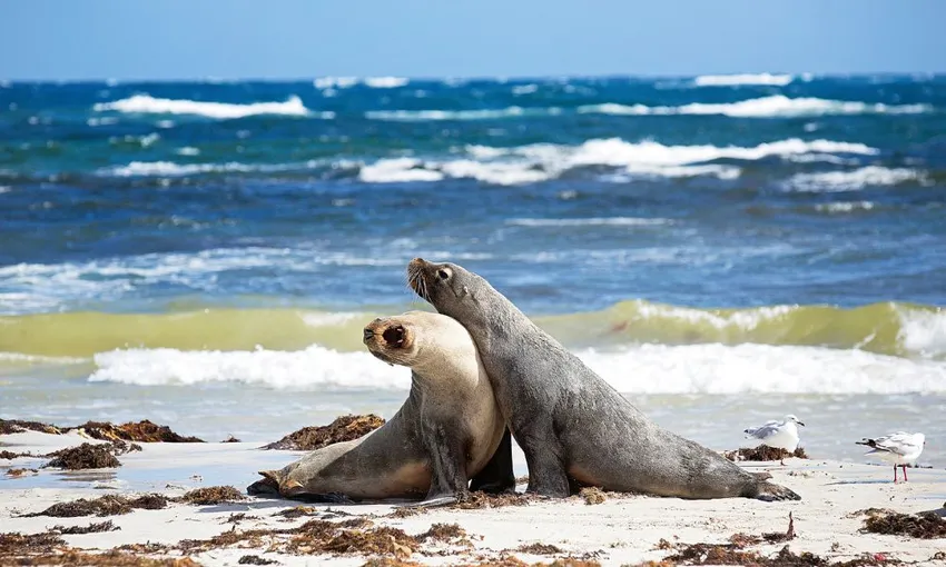Kangaroo Island Full Day Landscape and Wildlife Tour - Book Now | Experience Oz