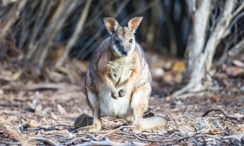 Kangaroo Island Full Day Landscape and Wildlife Tour - Book Now | Experience Oz