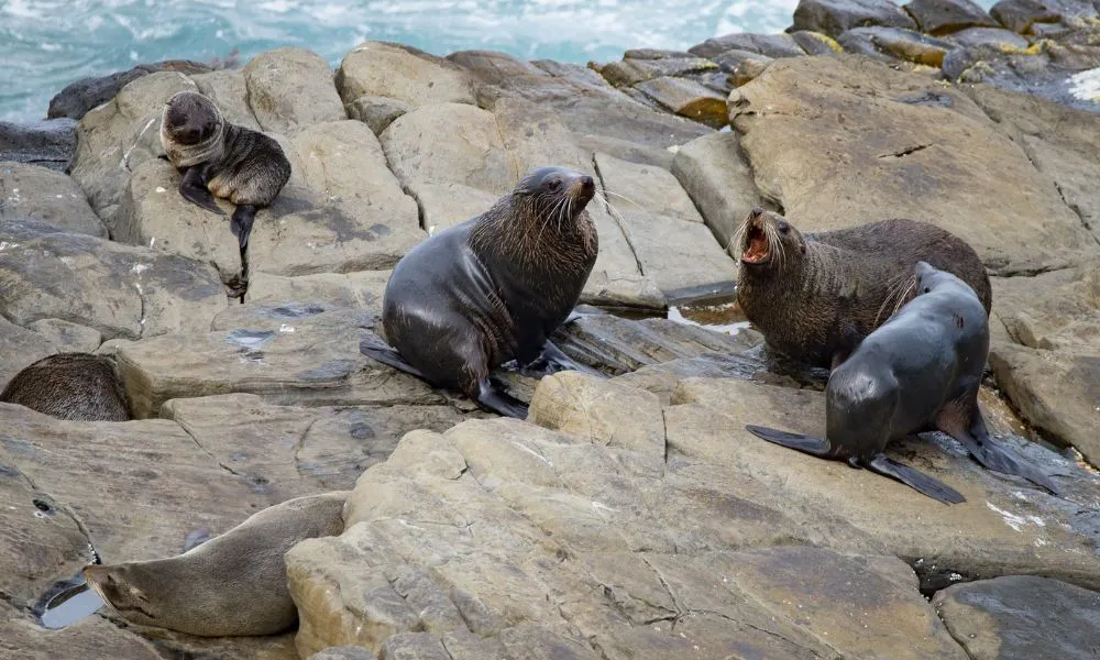 Kangaroo Island Full Day Landscape and Wildlife Tour - Book Now | Experience Oz-9