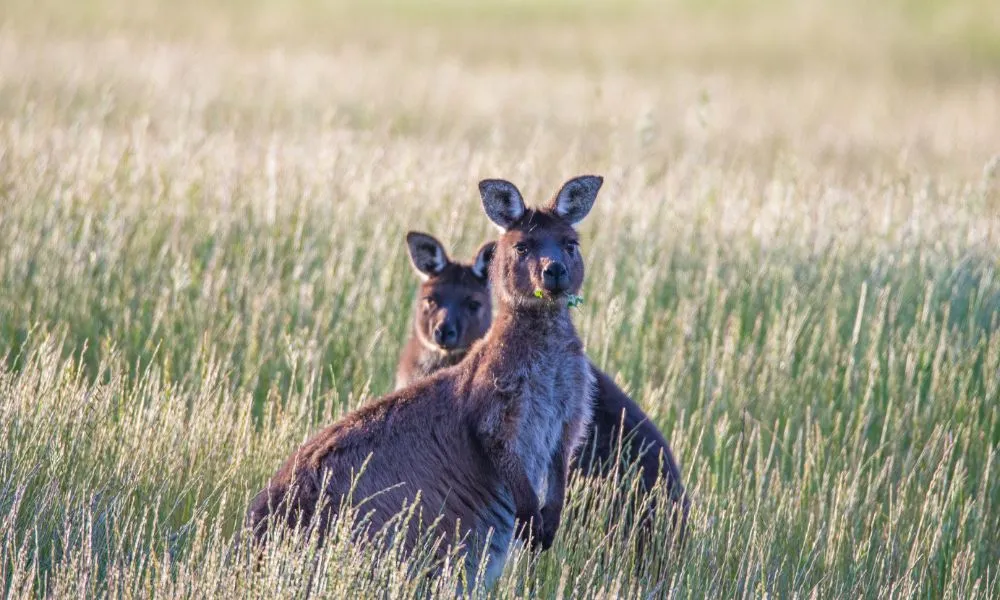 Private Kangaroo Island Flinders Chase Full Day Tour - For 2-5