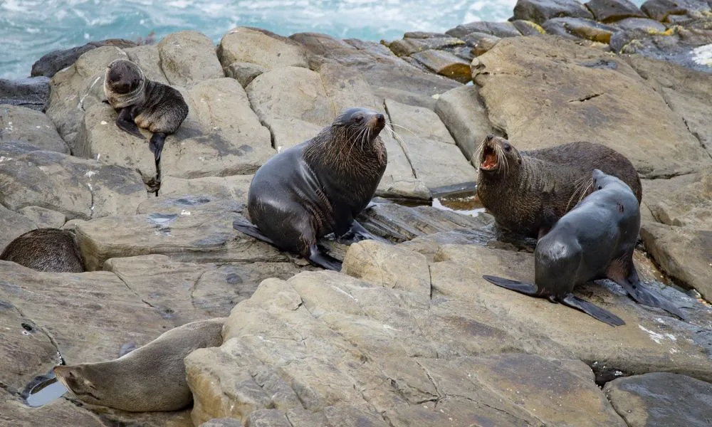 Private Kangaroo Island Flinders Chase Full Day Tour - For 2-6