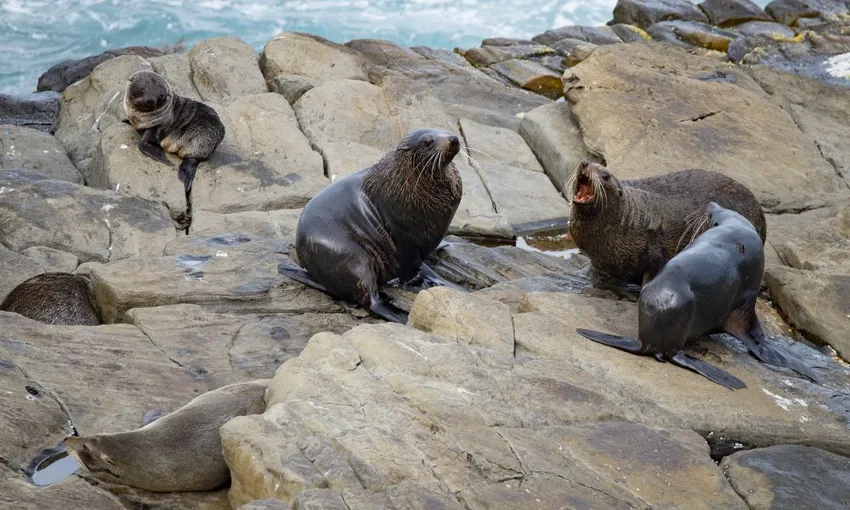 Private Kangaroo Island Flinders Chase Full Day Tour - For 2