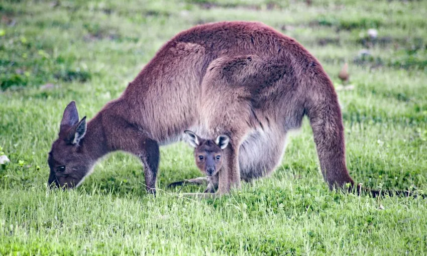 Private Kangaroo Island Flinders Chase Full Day Tour - For 2
