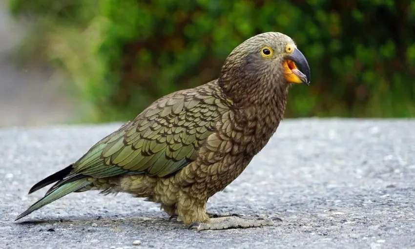 Milford Sound Tour, Cruise & Picnic Lunch | Experience OZ