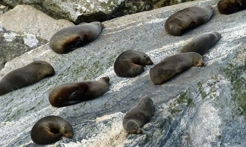 Milford Sound Tour, Cruise & Picnic Lunch | Experience OZ-8