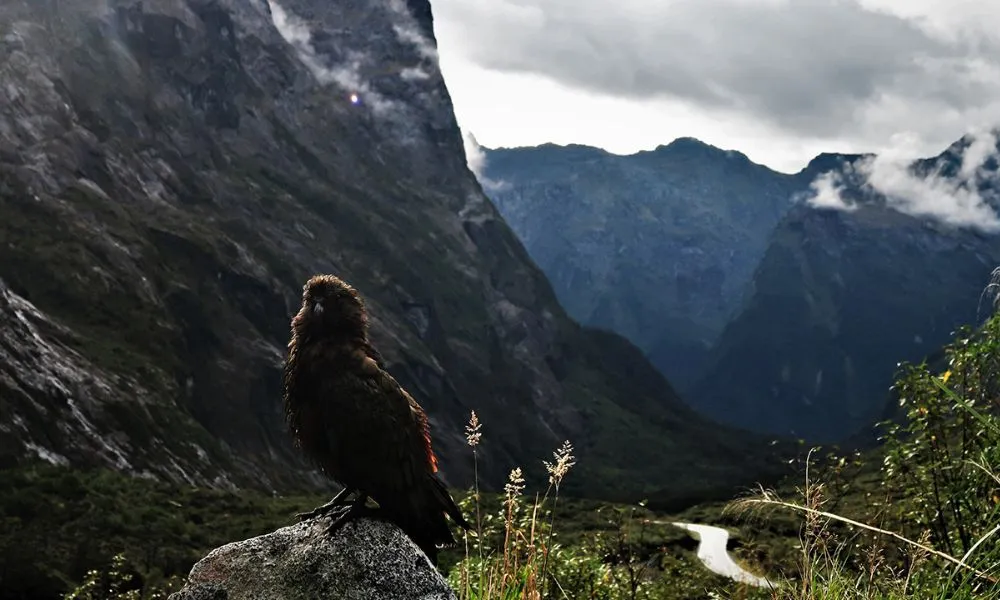 Milford Sound Tour, Cruise & Picnic Lunch | Experience OZ-9