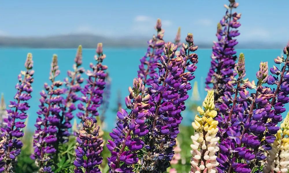 Mt Cook Small Group Tour from Queenstown-2