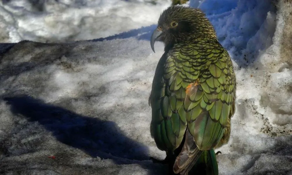 Mt Cook Tour & Hooker Valley from Queenstown-3