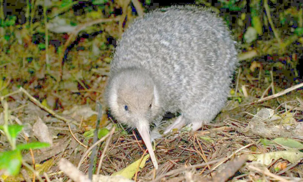 Zealandia by Night Tour | Experience OZ-1
