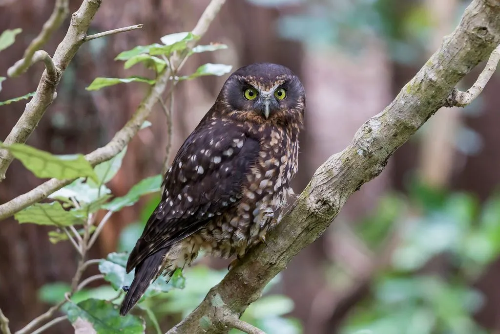 Zealandia by Night Tour | Experience OZ-6