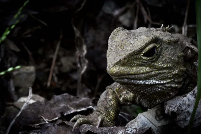 Zealandia by Night Tour | Experience OZ