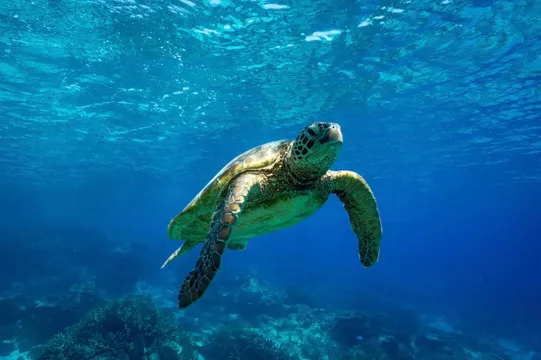 Mooloolaba Turtle Tour with Boat Adventure